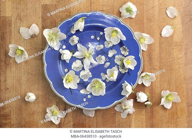 winter roses on blue plate