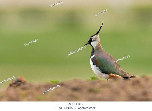 northern lapwing Vanellus vanellus, sitting at a field, rear view, Netherlands, Texel