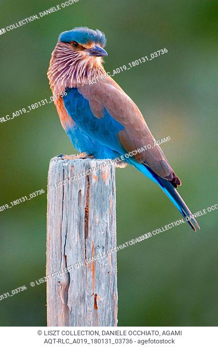 Indian Roller perched on a branch, Indian Roller, Coracias benghalensis