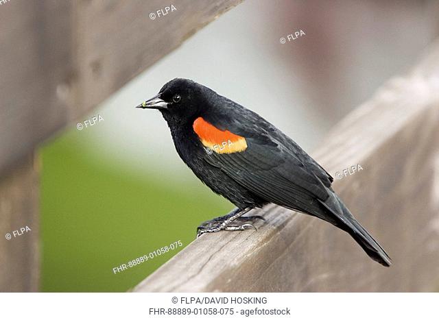 Red winged Blackbird, Agelaius phoeniceus, adult, male, florida