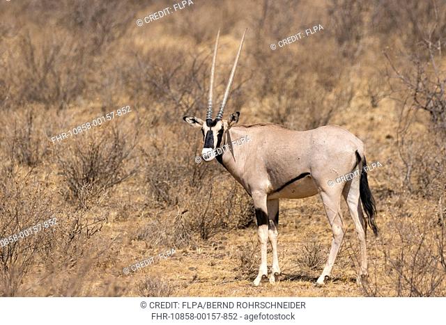 Beisa Oryx (Oryx beisa beisa) adult, standing in semi-desert dry savannah, Samburu National Reserve, Kenya, August