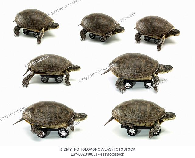 set of mobile turtle over white backgrounds
