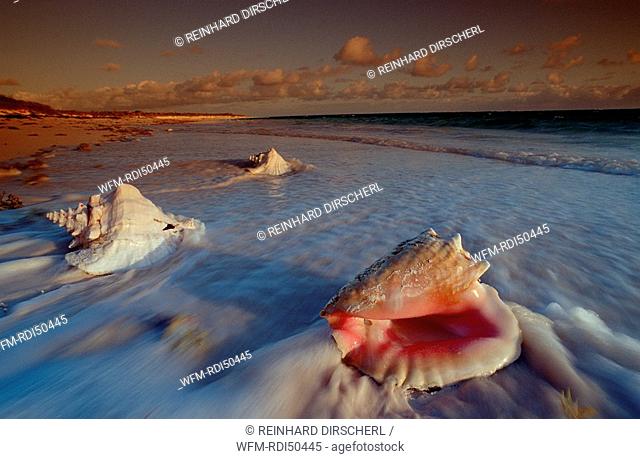 Conch shells on a Beach, Caribbean Sea Cat Island, Bahamas