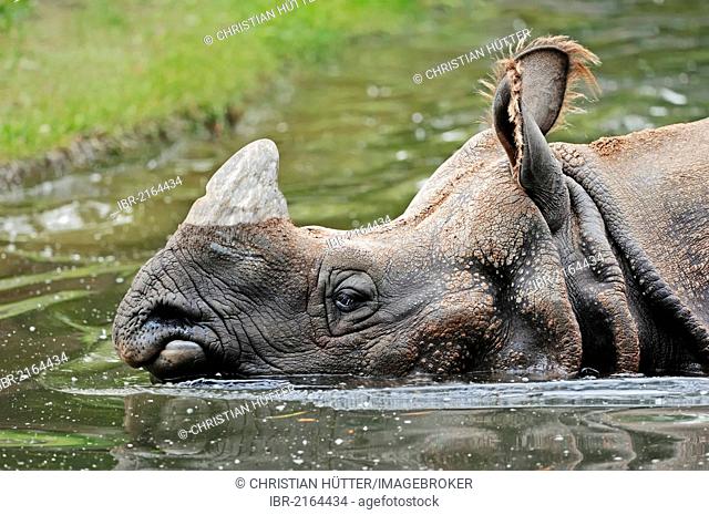Indian Rhinoceros, Greater One-horned Rhinoceros and Asian One-horned Rhinoceros (Rhinoceros unicornis), in water, Asian species, captive, Czech Republic