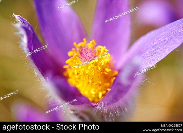Pulsatilla vulgaris, flowering, meadow, common pasque flower