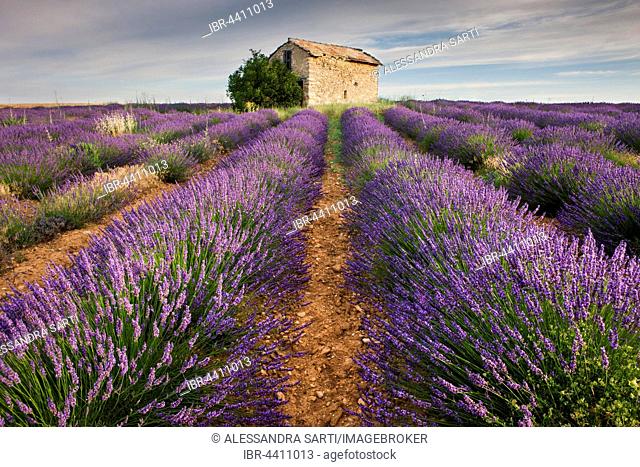 Blooming lavender (Lavandula angustifolia) field, stone house, Plateau de Valensole, Alpes-de-Haute-Provence, Provence-Alpes-Côte d'Azur, France