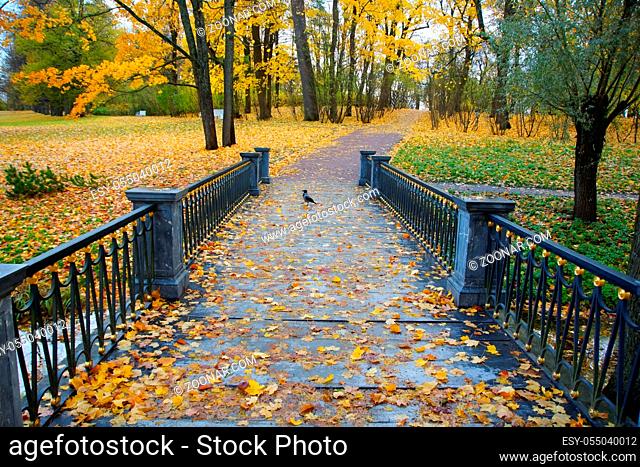 Morning walk in Catherine Park in Tsarskoye Selo, autumn landscape and an iron bridge