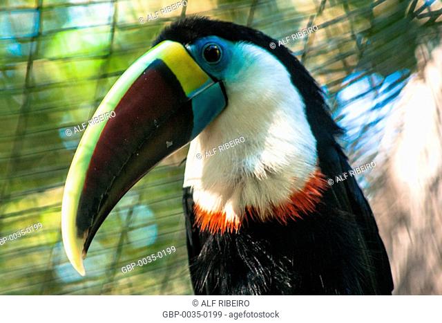 Bird Park; Toucan large-chat-white; Ramphastos tucanus; Foz do Iguaçu; PR; Paraná; Brazil