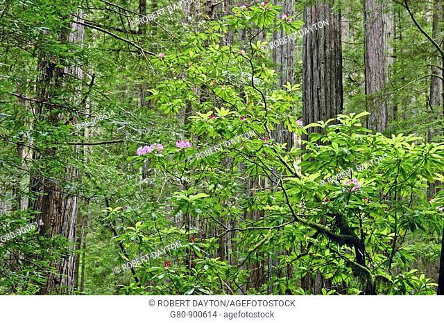 Rhododendrons bloom in the spring in Prairie Creek Redwoods State Park in California