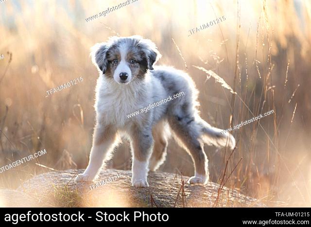 standing Miniature Australian Shepherd Puppy