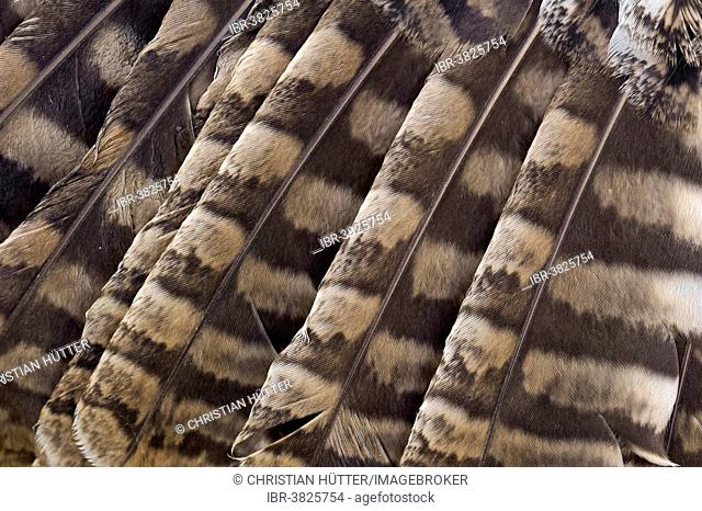 Tawny Owl or Brown Owl (Strix aluco), plumage detail, captive, Germany