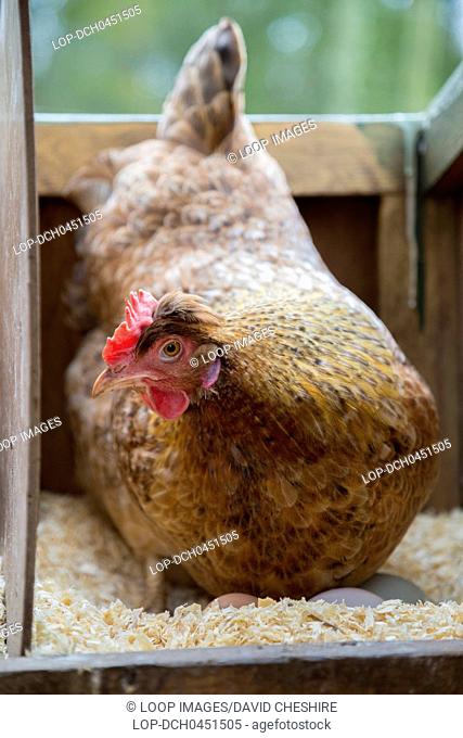 Free range hen sitting on eggs