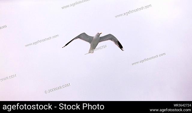 seagull gliding through cloudy sky