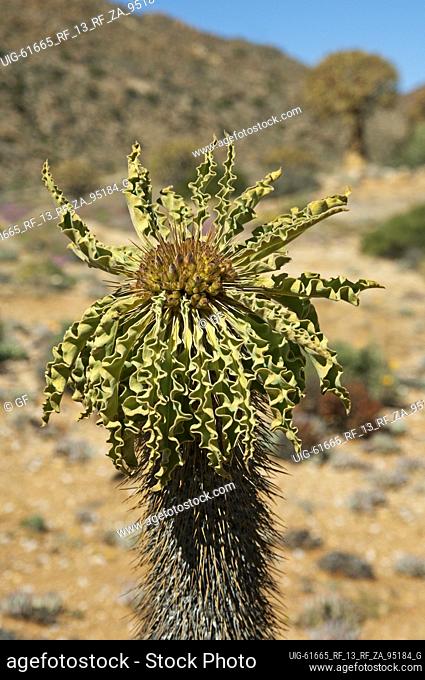 Halfmens mit Blütenstand (Pachypodium namaquanum), Apocynaceae, Goegap Nature Reserve, Namaqualand, South Africa