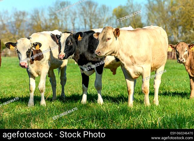 Calves in a pasture in spring in France