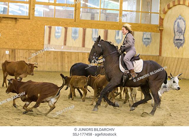 Lusitano. Woman rider herding cattle in a riding hall