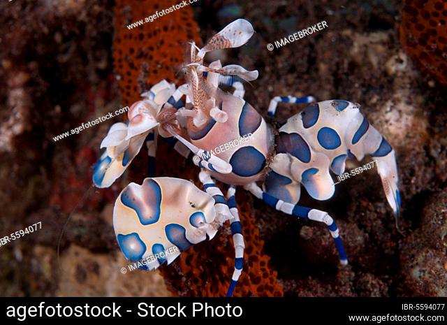 Western eastern harlequin shrimp (Hymenocera elegans), Other animals, Crabs, Crustaceans, Animals, Harlequin Shrimp adult, feeding on seastar