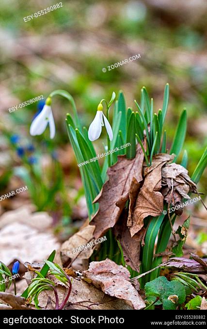 First spring flowers snowdrops in the woods. Beautiful spring flowers in the wild. Snowdrops in nature