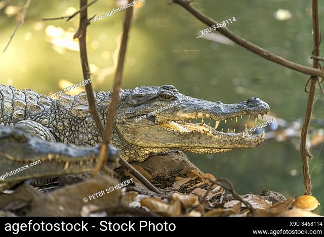 crocodiles at the sacred Kachikally crocodile pool, Bakau, Gambia, West Africa,