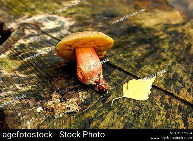Common or real red-footed bolete (Xerocomellus chrysenteron, Syn .: Boletus chrysenteron and Xerocomus chrysenteron)
