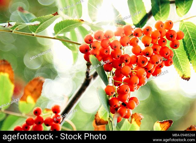Rowan berries, red berries, ripe fruits, close-up, Sorbus aucuparia