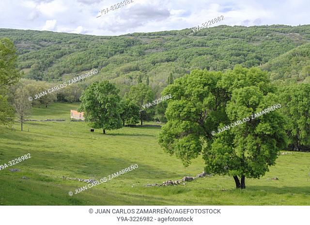 Prados, fields at springtime with cows, Cuerpo de Hombre river, Valdelageve, Salamanca, Castilla y Leon, Spain