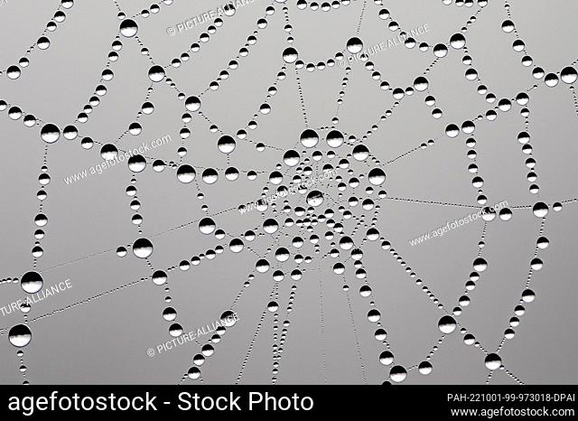 30 September 2022, Brandenburg, Frankfurt (Oder): Like a work of art, tiny dewdrops sparkle in a spider's web in the early morning