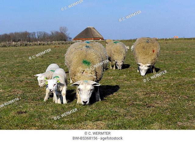 Texel sheep (Ovis ammon f. aries), sheep and lambkins in a pasture, Netherlands, Texel