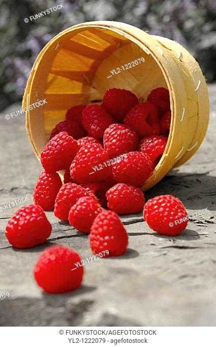 Punet of fresh picked raspberries