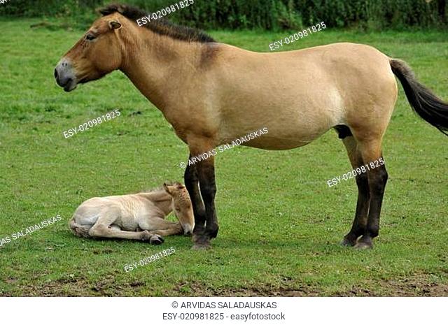 Przewalski-Pferd (Equus ferus przewalskii) mit Fohlen