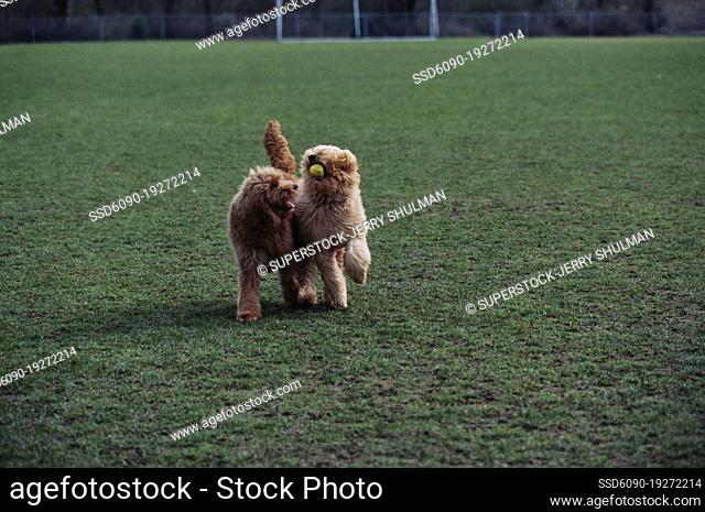 Goldendoodles running and playing outside on grass, one with tennis ball in mouth