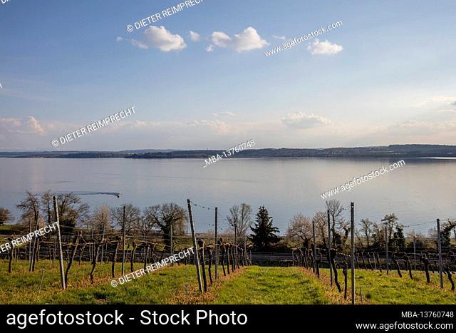 Lake Constance, vineyards
