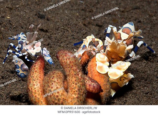 Pair of Harlekin Shrimps feeding on Starfish, Hymenoceras elegans, Alam Batu, Bali, Indonesia