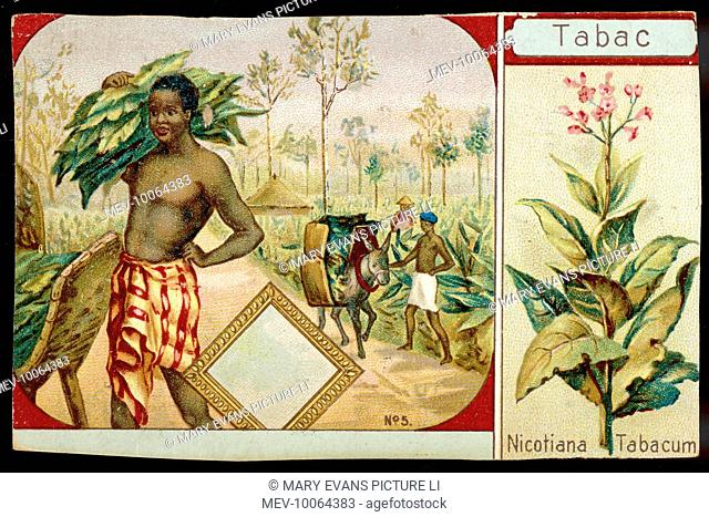 Tobacco plant, and scene of harvesting the tobacco crop in central Africa