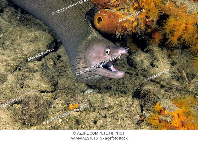 Purplemouth Moray Eel(Gymnothorax vicinus)Bonaire N.A