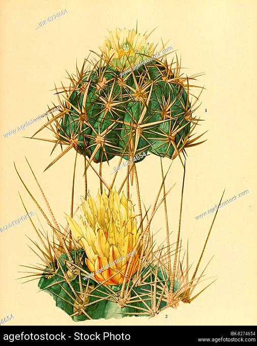 1. Ferocactus (Ferocactus rectispinus) viridescens, 2. Kaktus, Kakteen, digital restaurierte Reproduktion einer Originalvorlage aus dem 19