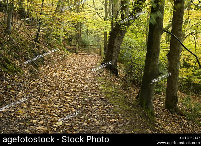A Bridlepath through woodland leading down to Holford Combe in autumn in the Quantock Hills Area of Outstanding Natural Beauty, Somerset, England