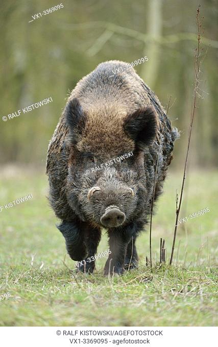 Wild Boar / Wildschwein ( Sus scrofa ), impressive strong male, huge tusks, aggressive, running straight towards the photographer, frontal shot, Europe