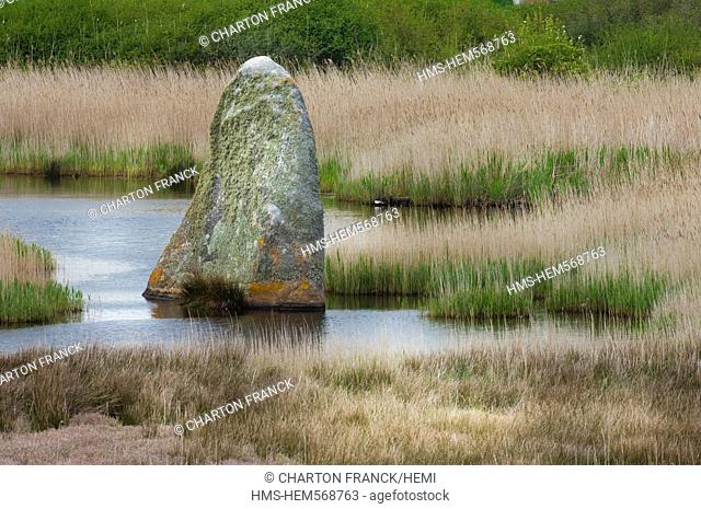 France, Finistere, Pays Bigouden, Treffiagat, immersed menhir of Le Reun, in the swamp of Lehan