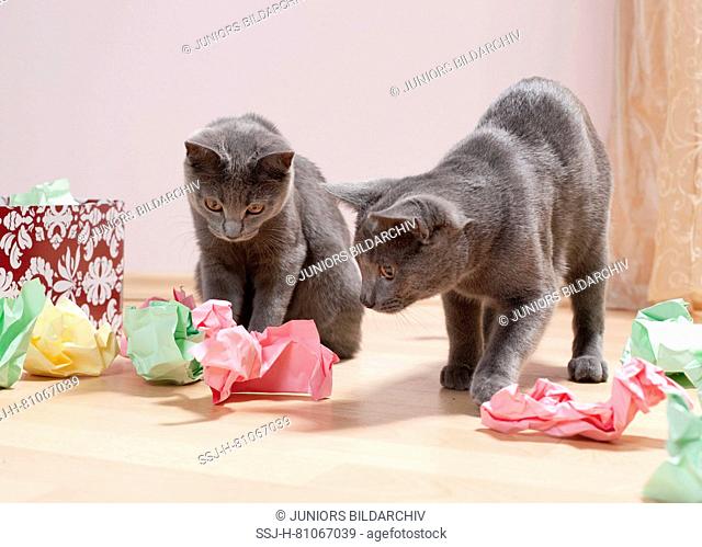 Chartreux cat. Pair of kittens playing with a box filled with paper, fine toy for cats. Germany