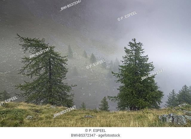 Treeline, Italy, Piedmont, Gran Paradiso National Park