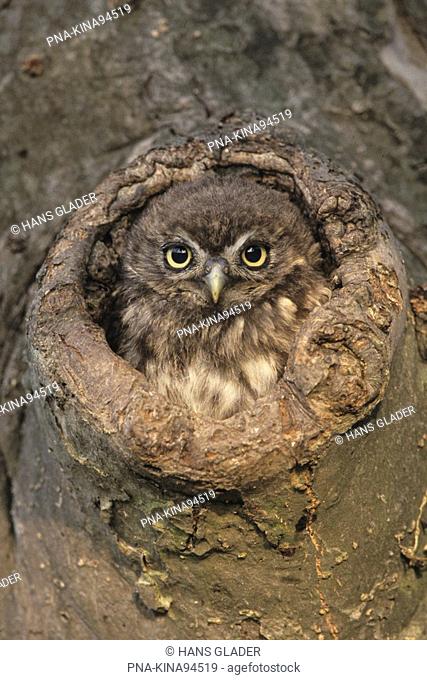 Little Owl Athene noctua - Lower Rhine, North Rhine-Westphalia, Germany, Europe