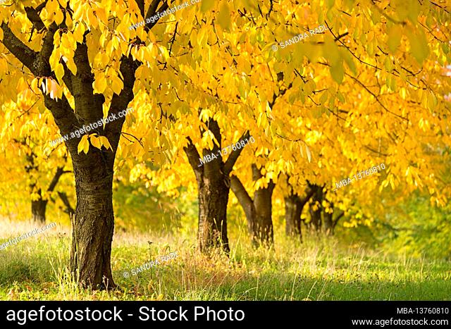 Cherry trees in autumn leaves glow in the sunlight, Eggenertal, near Niedereggenen, Germany, Baden-Wuerttemberg, Markgräfler Land