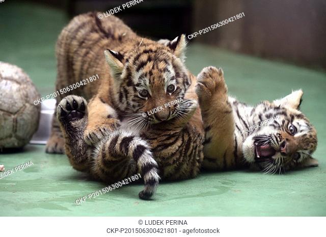 Two cubs of Siberian Tiger play together with when they are first time presented to visitors in Olomouc Zoo Svaty Kopecek, Czech Republic, on June 30, 2015