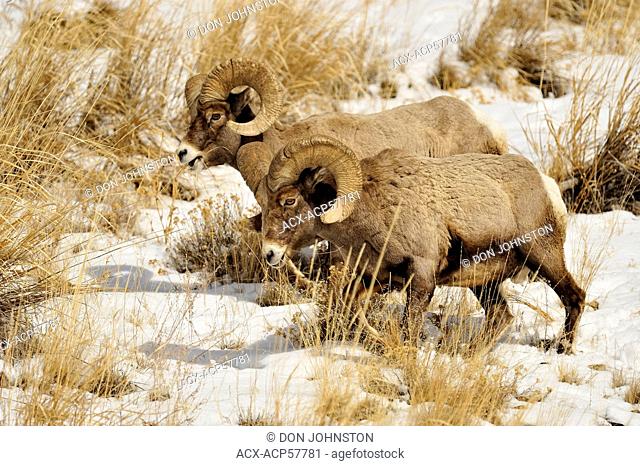 Bighorn sheep Ovis Canadensis Rams feeding in winter range Lamar Valley, Yellowstone NP, Wyoming, USA