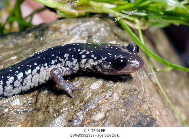 slimy salamander, northern slimy salamander (Plethodon glutinosus), portrait