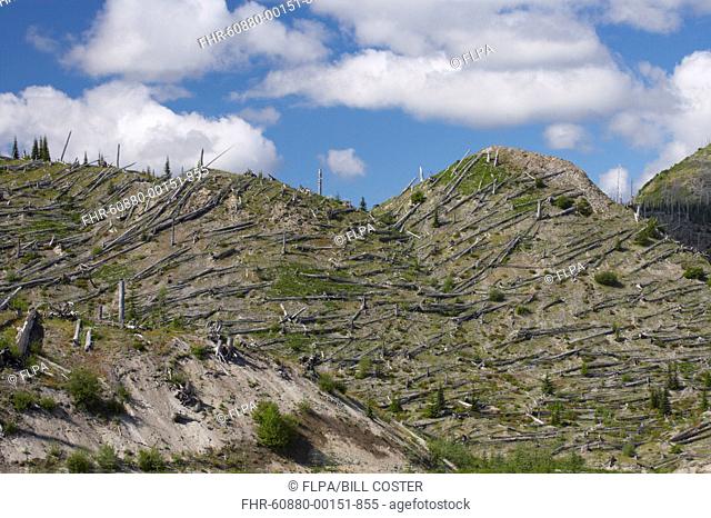 Regenerating vegetation amongst remains of trees blasted flat by volcanic eruption, Mount St Helens N P , Washington State, U S A