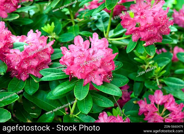Rhododendronpark, Mueritz