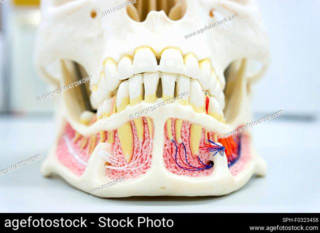 Human jaw model