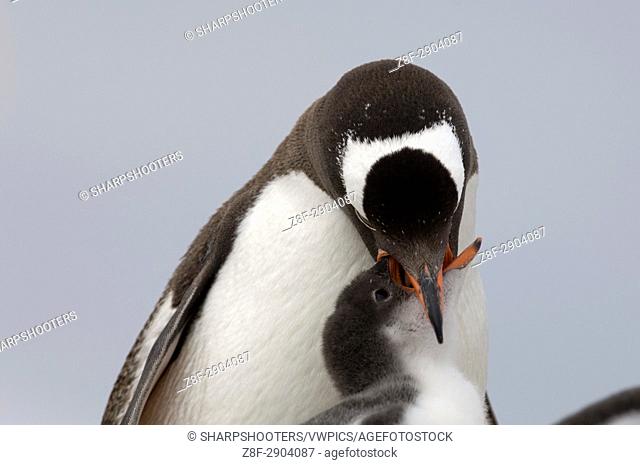Antarctica, Antarctic Peninsula, Lemaire Channel, Petermann Island, Gentoo Penguins